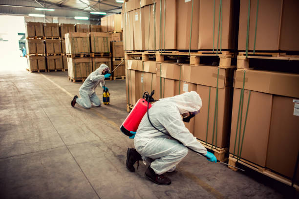 Best Local Pest Control Services  in Masonville, KY